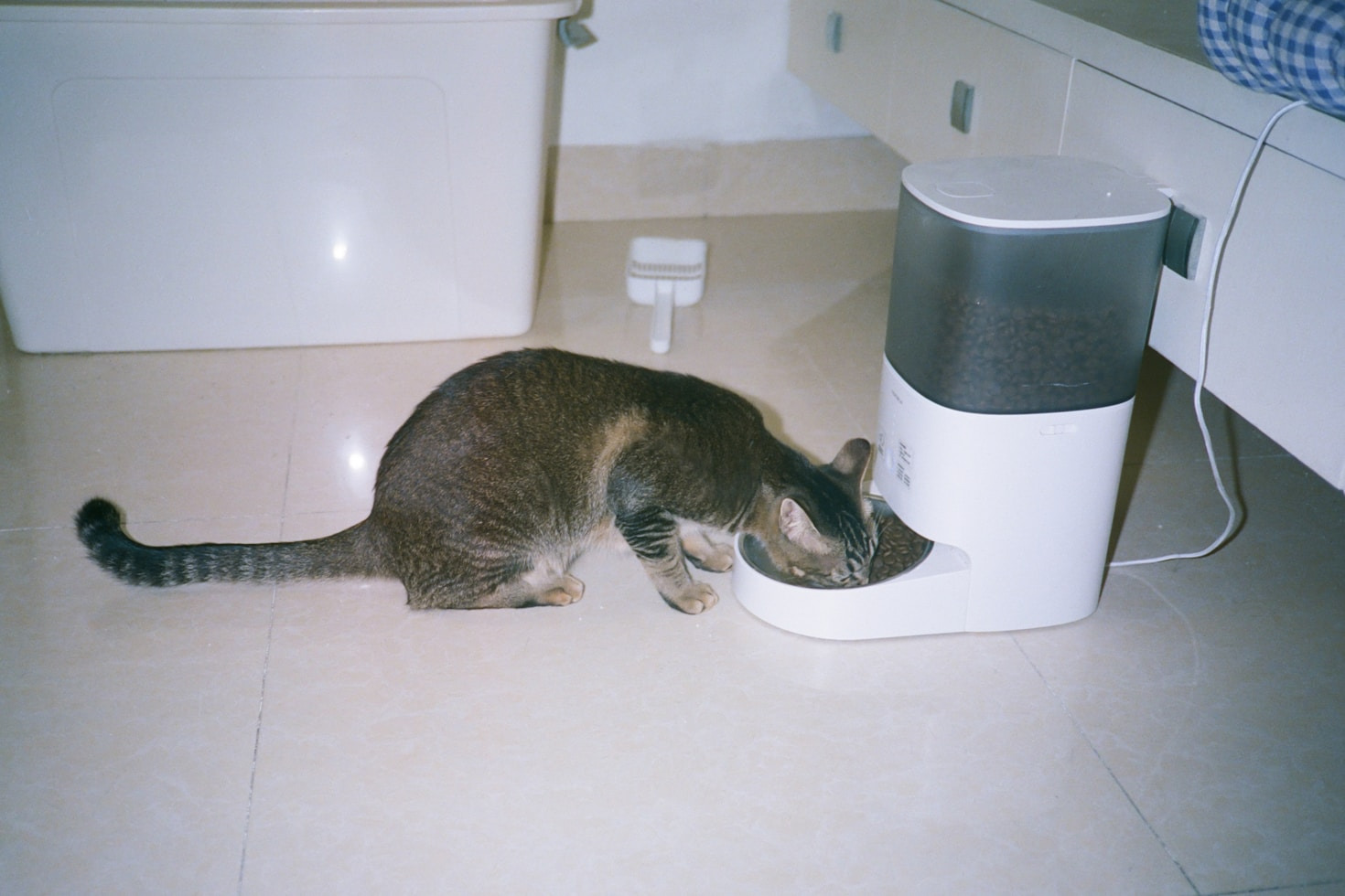 Cómo elegir el mejor gadget para tu mascota