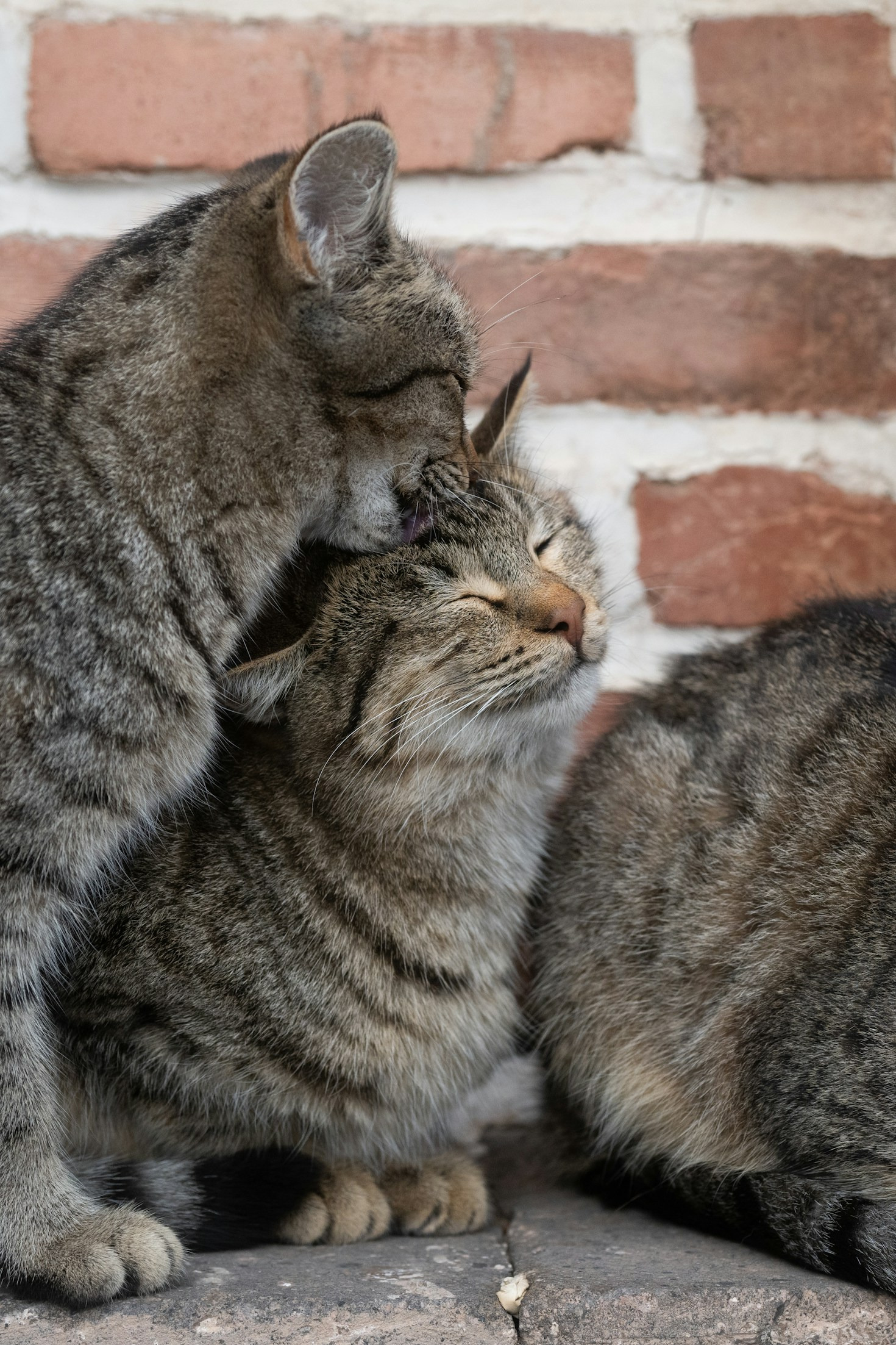 La importancia de los GPS para localizar mascotas
